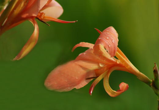 秋花