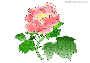 牡丹