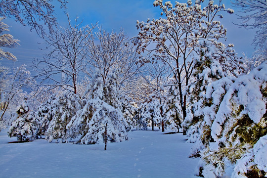 大雪后的松树林