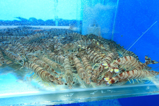 基围虾 虾