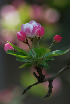 海棠花开