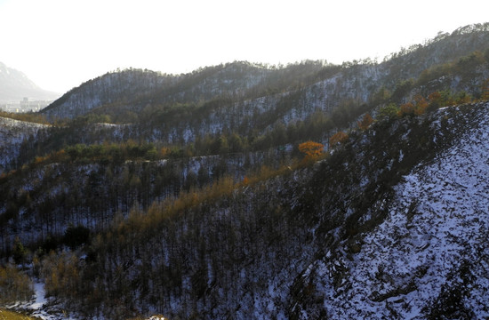 大雪覆盖 树林