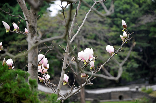 玉兰花