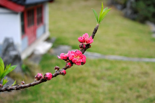 桃花