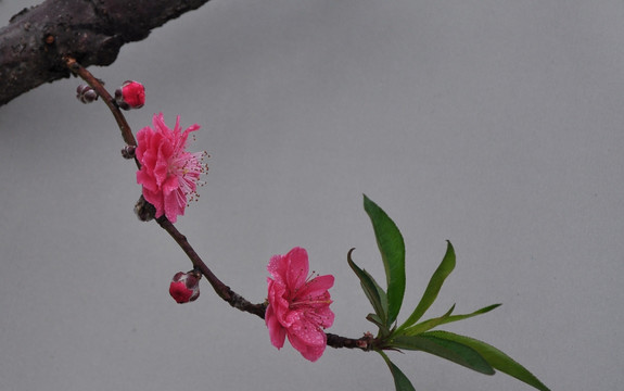 桃花