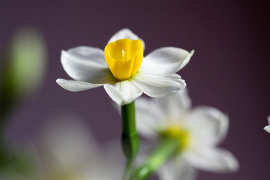 水仙 水仙花