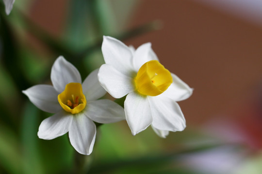 水仙 水仙花