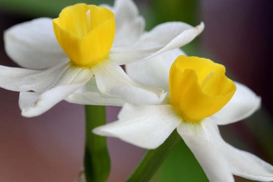 水仙 水仙花