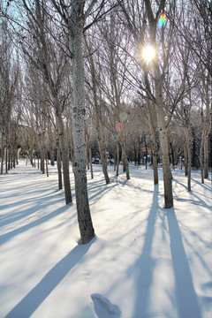 雪地中的树