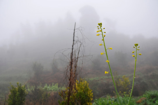 云雾中的菜花
