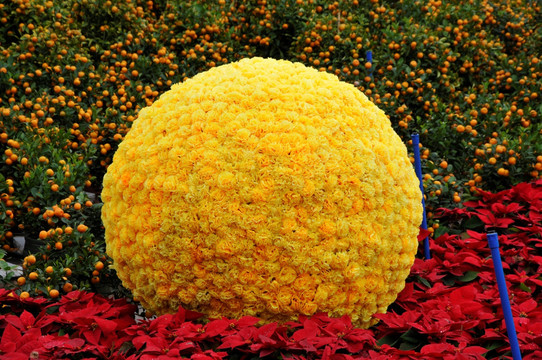 黄色花球