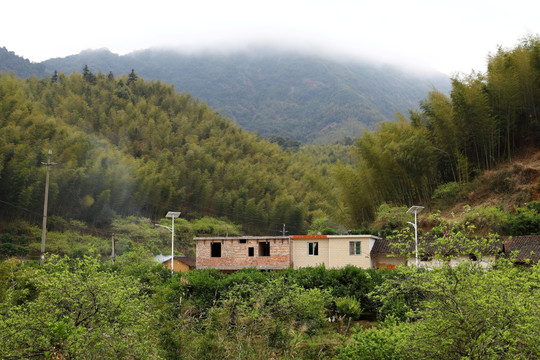 山村竹林