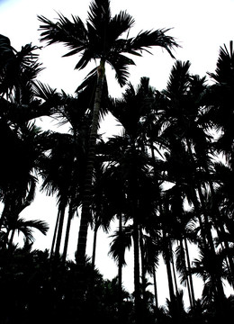 热带槟榔树