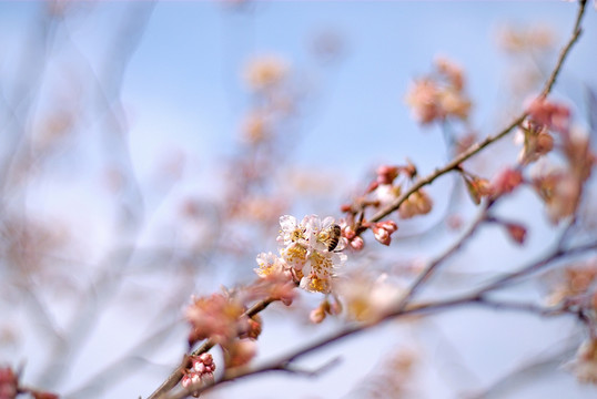 樱花 蜜蜂