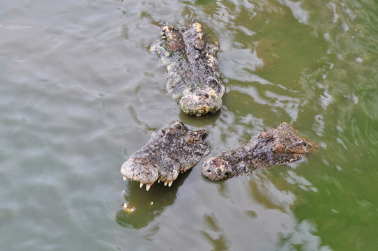 鳄鱼池