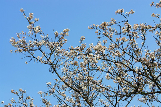 李子花