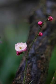 梅花