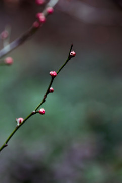 梅花