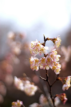 一枝樱花