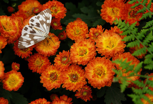 菊花