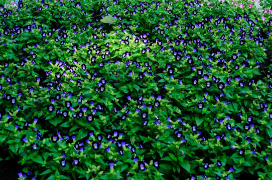 紫蓝花卉