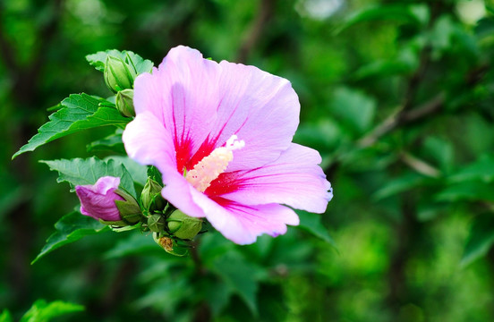 木槿花