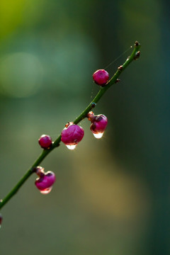 梅花