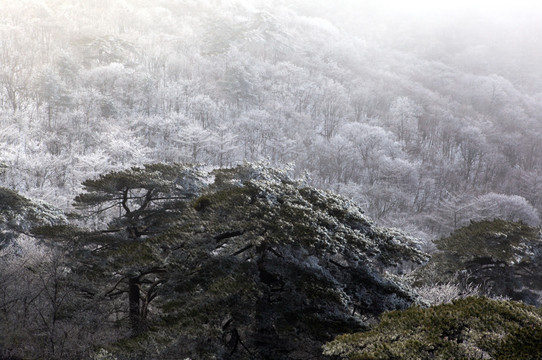 黄山冬景