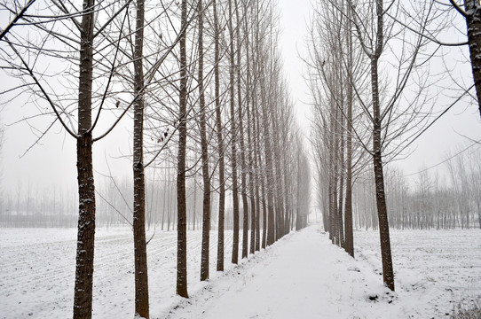 雪后 杨树林