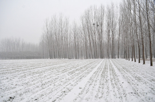 雪后 冬小麦