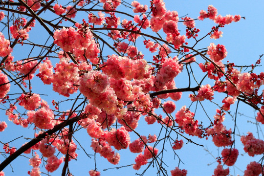 樱花