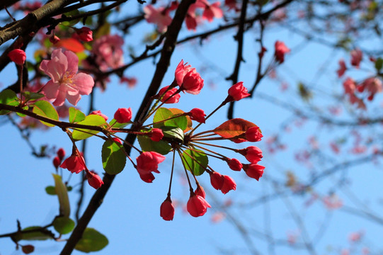 樱花