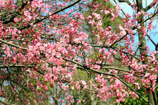 樱花