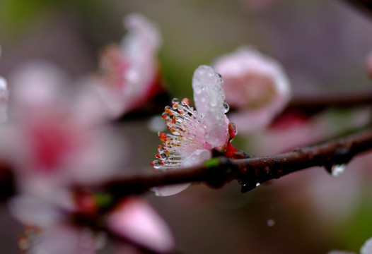 桃花