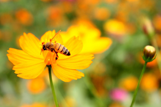 蜜蜂 鲜花