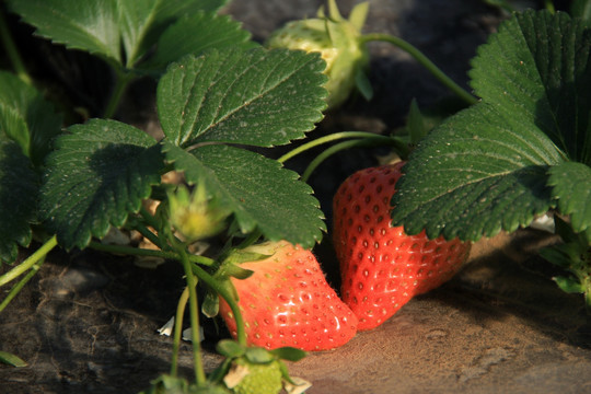 草莓 大棚 收获
