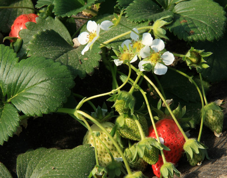 草莓 大棚 收获