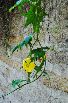 丝瓜花 丝瓜藤