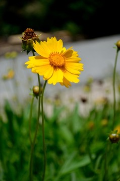 金鸡菊