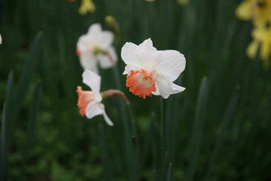 水仙花