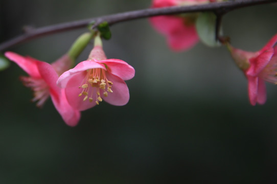 海棠花