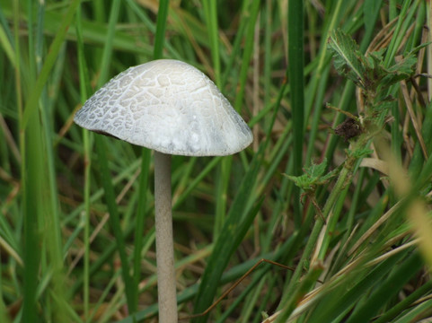 蘑菇 小蘑菇