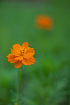 黄波斯菊