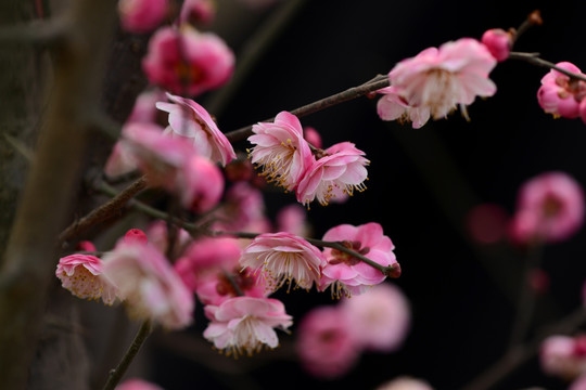 红梅花