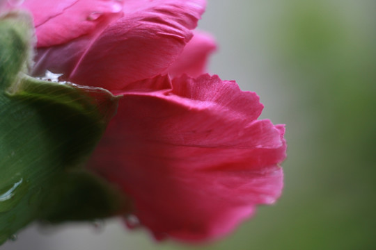 花瓣特写