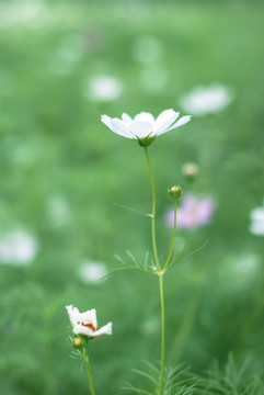 波斯菊