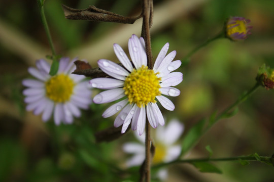 雏菊 野菊花 野菊