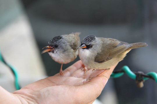 小鸟喂食