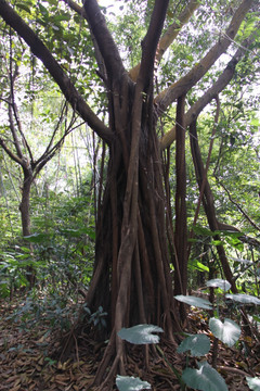 榕树