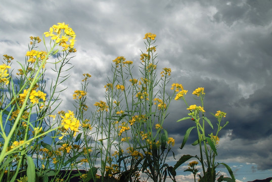 油菜花